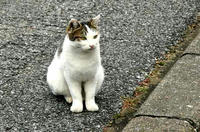 寿能城のネコさん　その２