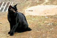 ご近所の黒猫さん