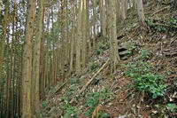 北西の尾根筋