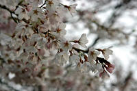 鬼石の桜