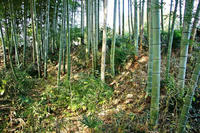 筒戸城の土塁