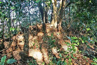 龍ヶ崎城北西部の土塁