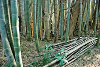 泉城