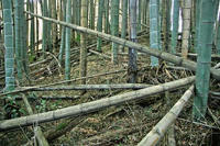 七曜城