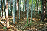 登城山城