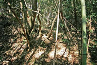 要害山城