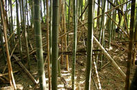 小野田城