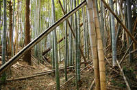 吉橋城