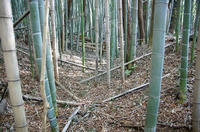 柳戸砦