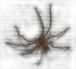 spider