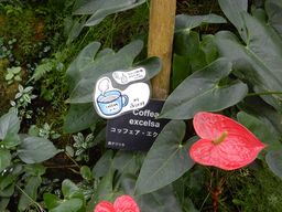 コーヒーからできた植物・・・と読んでしまった解説