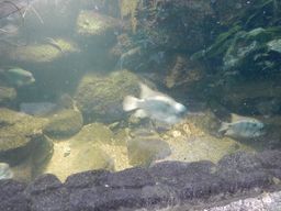 魚もいるよ！