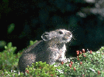 photo3.gif