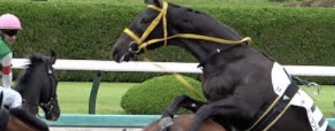 落馬の瞬間！競馬場で観客が生の映像を撮った