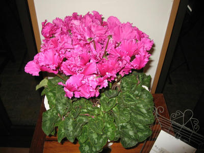 IMG_2008_1.jpg