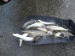 e6466765.jpg