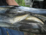 8b905283.jpg