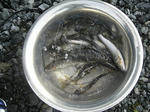 c2b3bb68.jpg