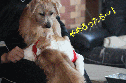 f30a9dd3.gif