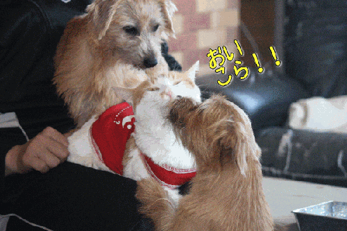 6e2d679c.gif