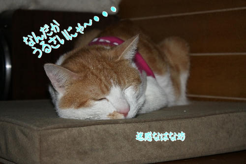 5f54ea2c.jpg