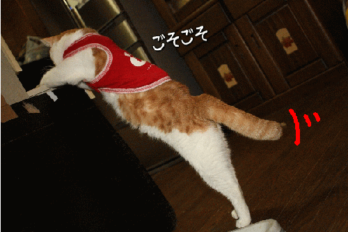 1canvas.gif