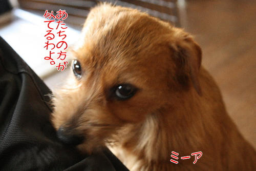 ベティーそっくり?