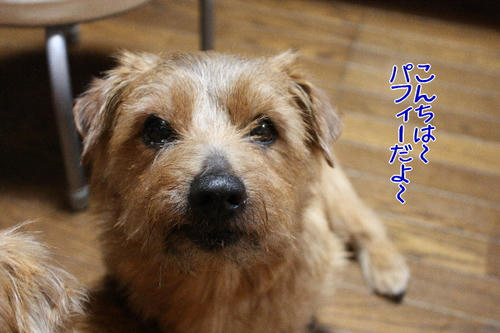 4904429d.jpg