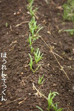 IMG_9940.JPG