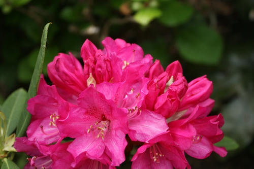 IMG_9932.JPG