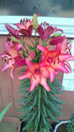 37f69f87.JPG