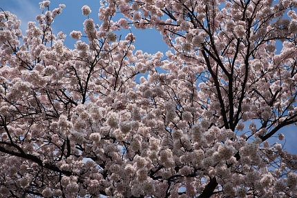 桜はきれいです。　