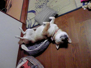 体力の限界です！...ｚｚＺＺＺ