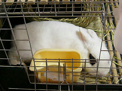 器用に横たわるウサギ