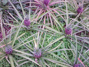090506_110139_ed.jpg