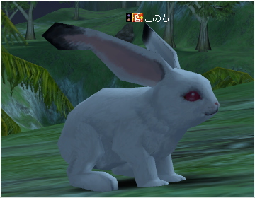 ウサギ②