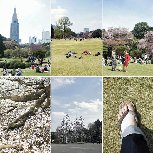 ohanami.jpg