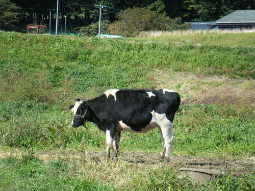 723300f2.jpg