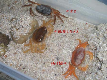 サワガニ