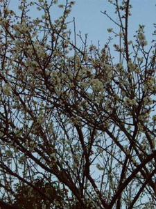 ume.JPG