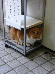 boxcat.JPG