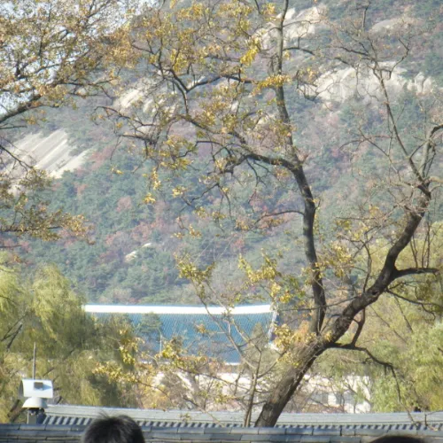 景福宮から見える青瓦台（チョンワデ）