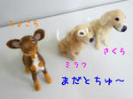 2009_12090010-2.JPG