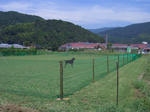 144_large.jpg-2.jpg