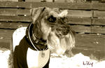 lily