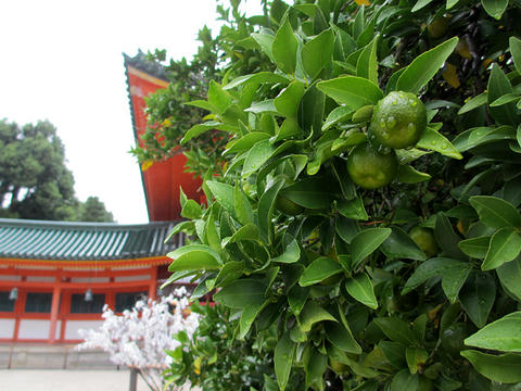 右近の橘