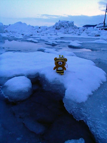 流氷の上に