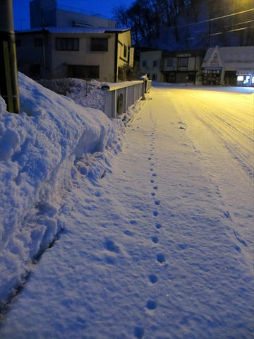 きつねのあしあと