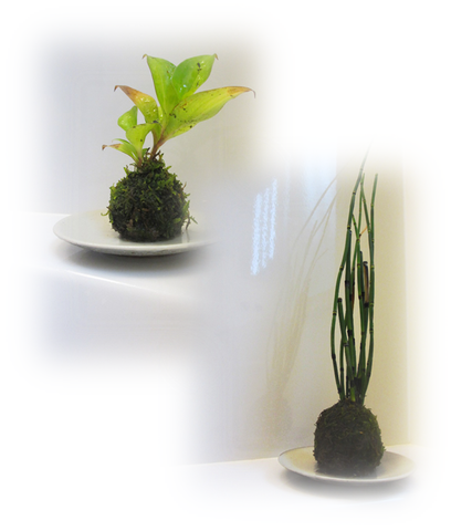 苔玉