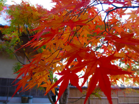 圓光寺 #紅葉